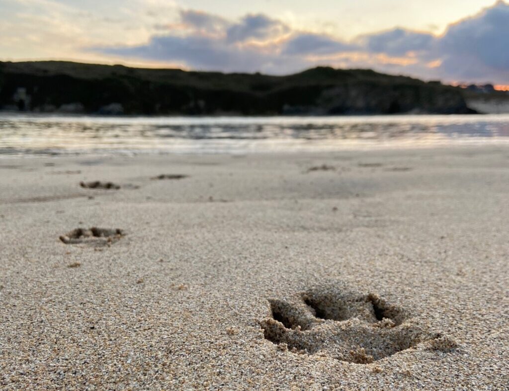 Pawprints on a dog-friendly Cornwall beach