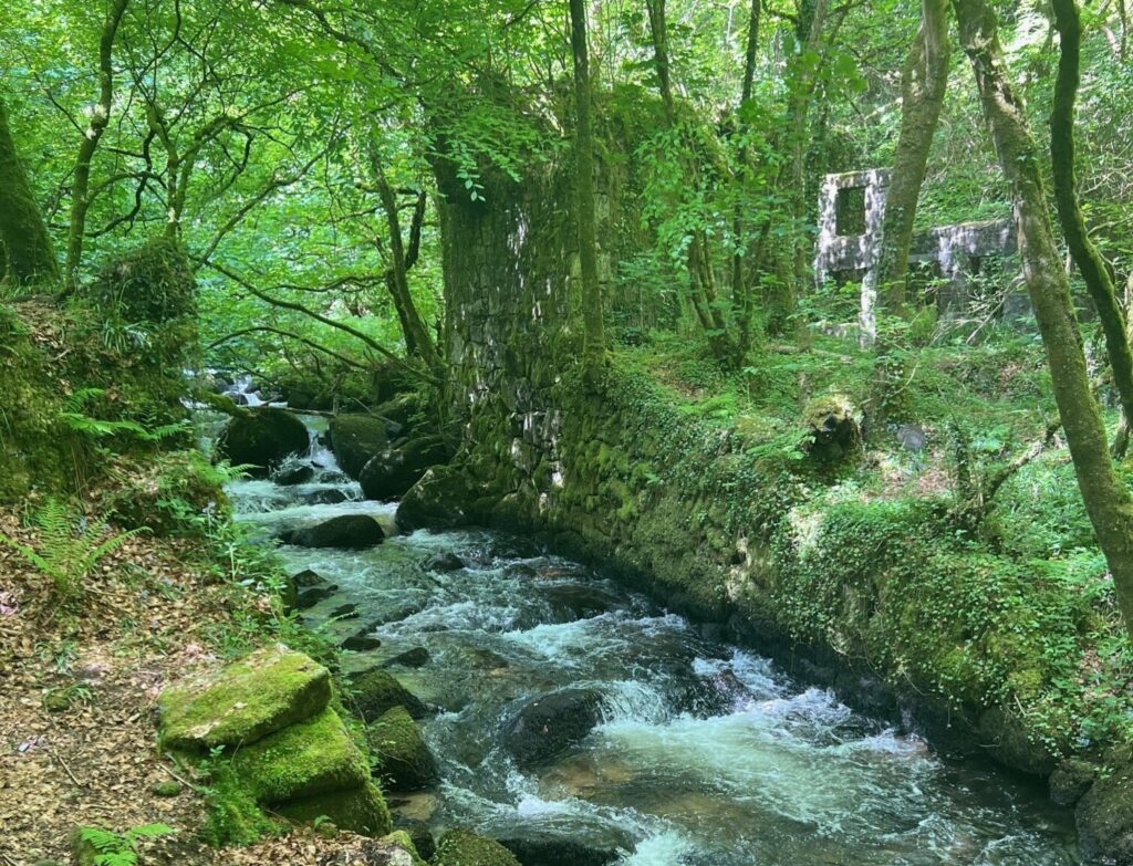 Hunt for Easter Eggs in the woods when you visit Cornwall this Easter